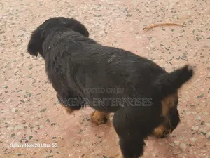 1-3 months Male Purebred Rottweiler
