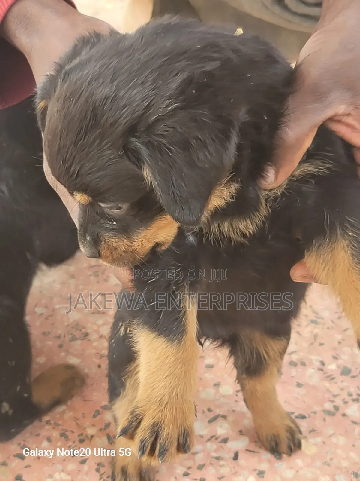 1-3 months Male Purebred Rottweiler
