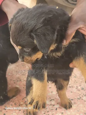1-3 months Male Purebred Rottweiler