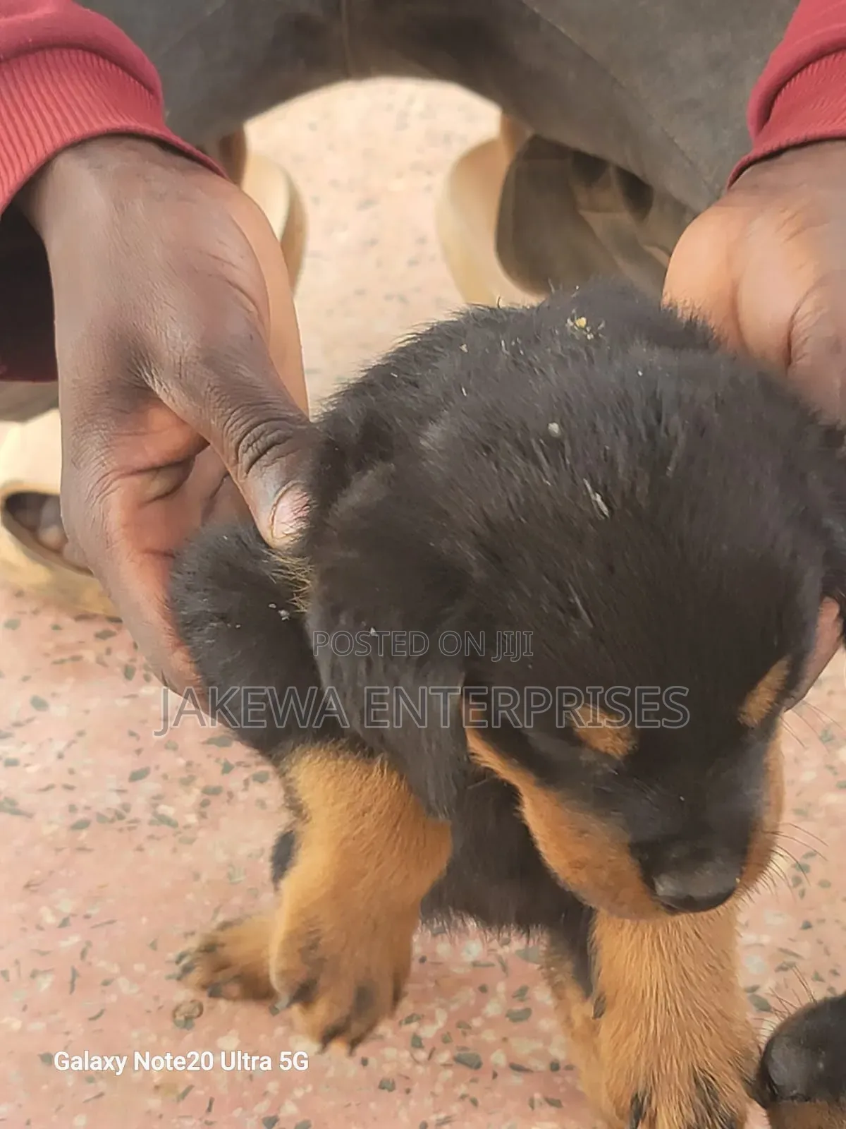 1-3 months Male Purebred Rottweiler