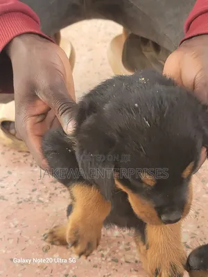 1-3 months Male Purebred Rottweiler