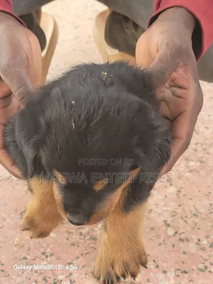 1-3 months Female Purebred Rottweiler
