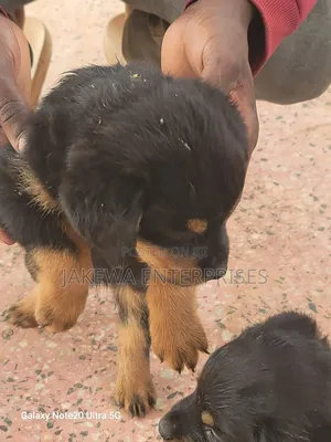 1-3 months Female Purebred Rottweiler