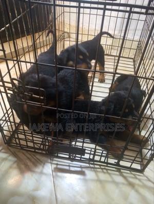 1-3 months Male Purebred Rottweiler - thumbnail 2