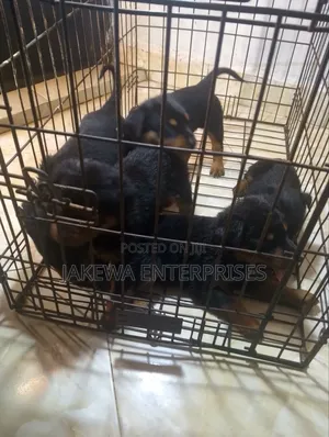 1-3 months Male Purebred Rottweiler