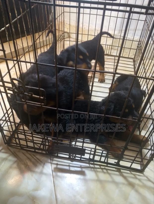 1-3 months Male Purebred Rottweiler - main view