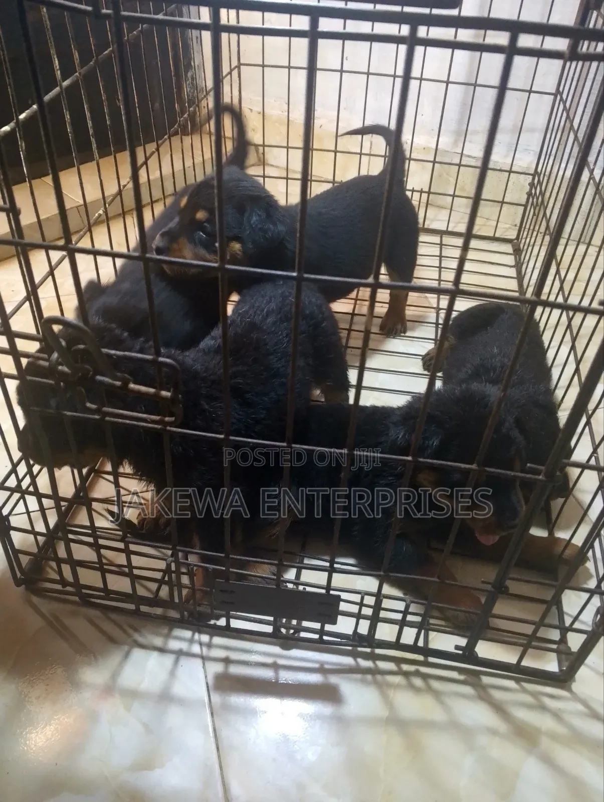 1-3 months Female Purebred Rottweiler