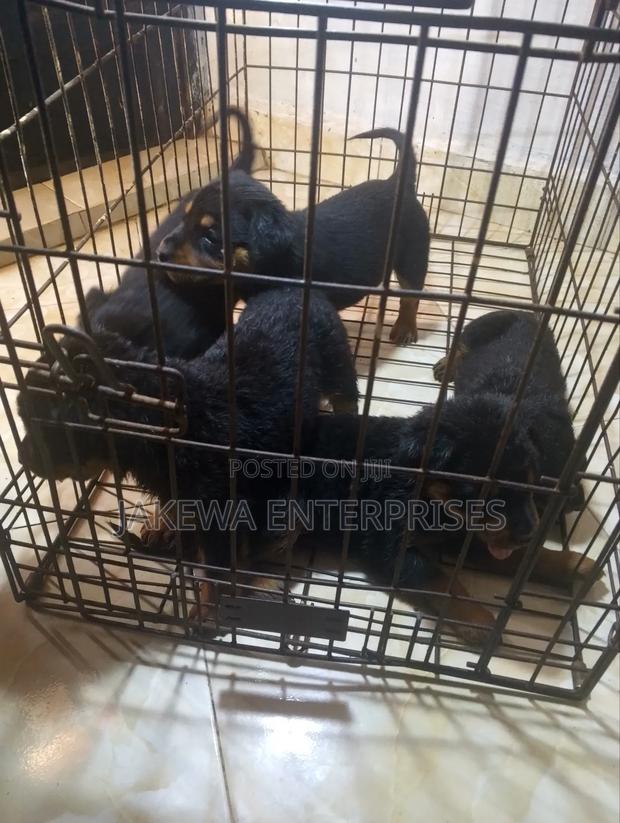 1-3 months Female Purebred Rottweiler