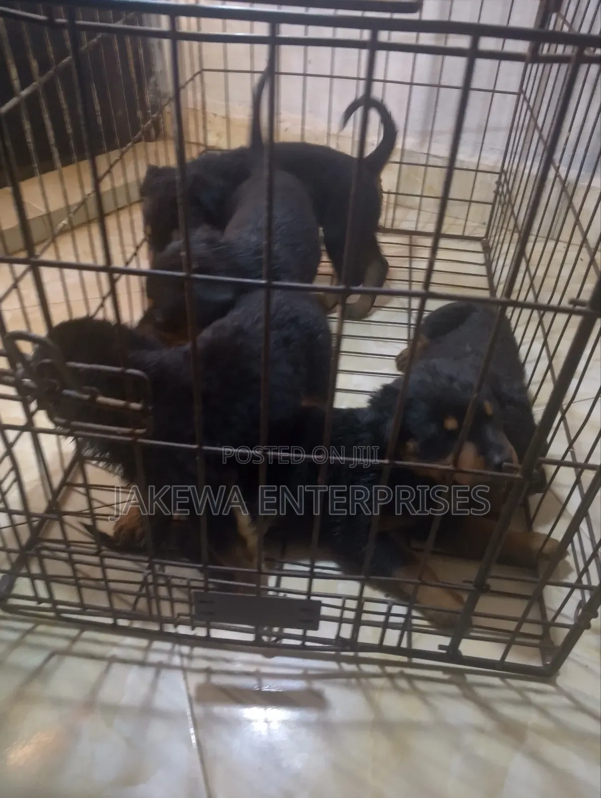 1-3 months Male Purebred Rottweiler
