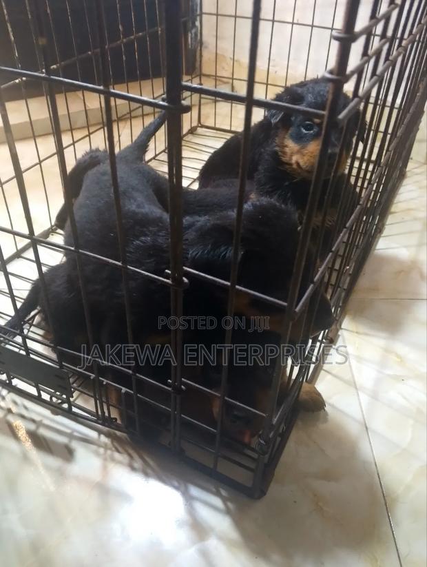 1-3 months Female Purebred Rottweiler