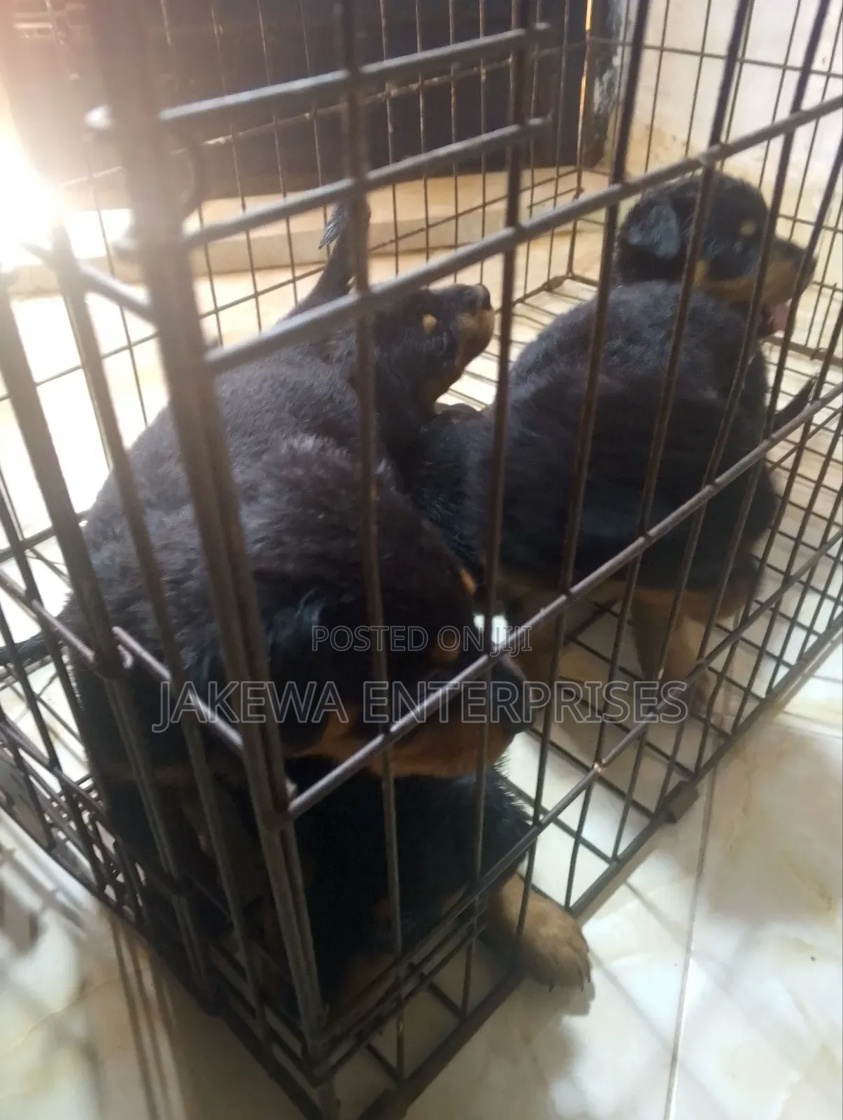 1-3 months Male Purebred Rottweiler
