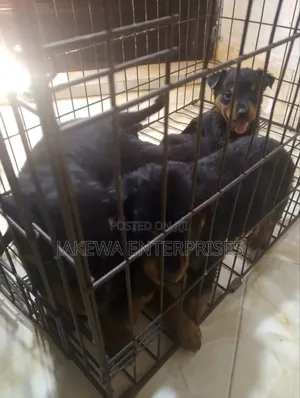 1-3 months Female Purebred Rottweiler