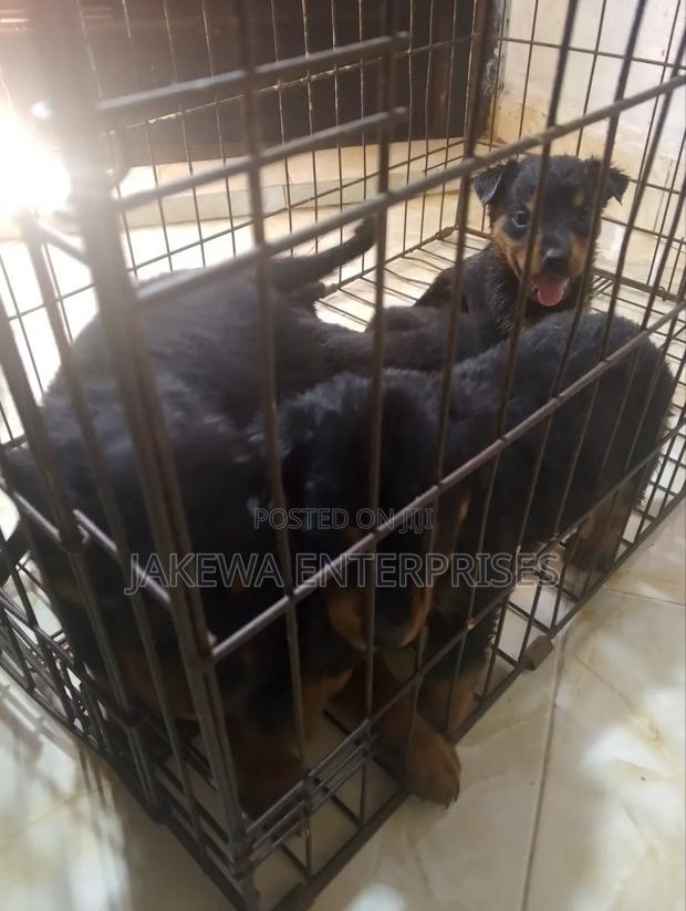 1-3 months Female Purebred Rottweiler