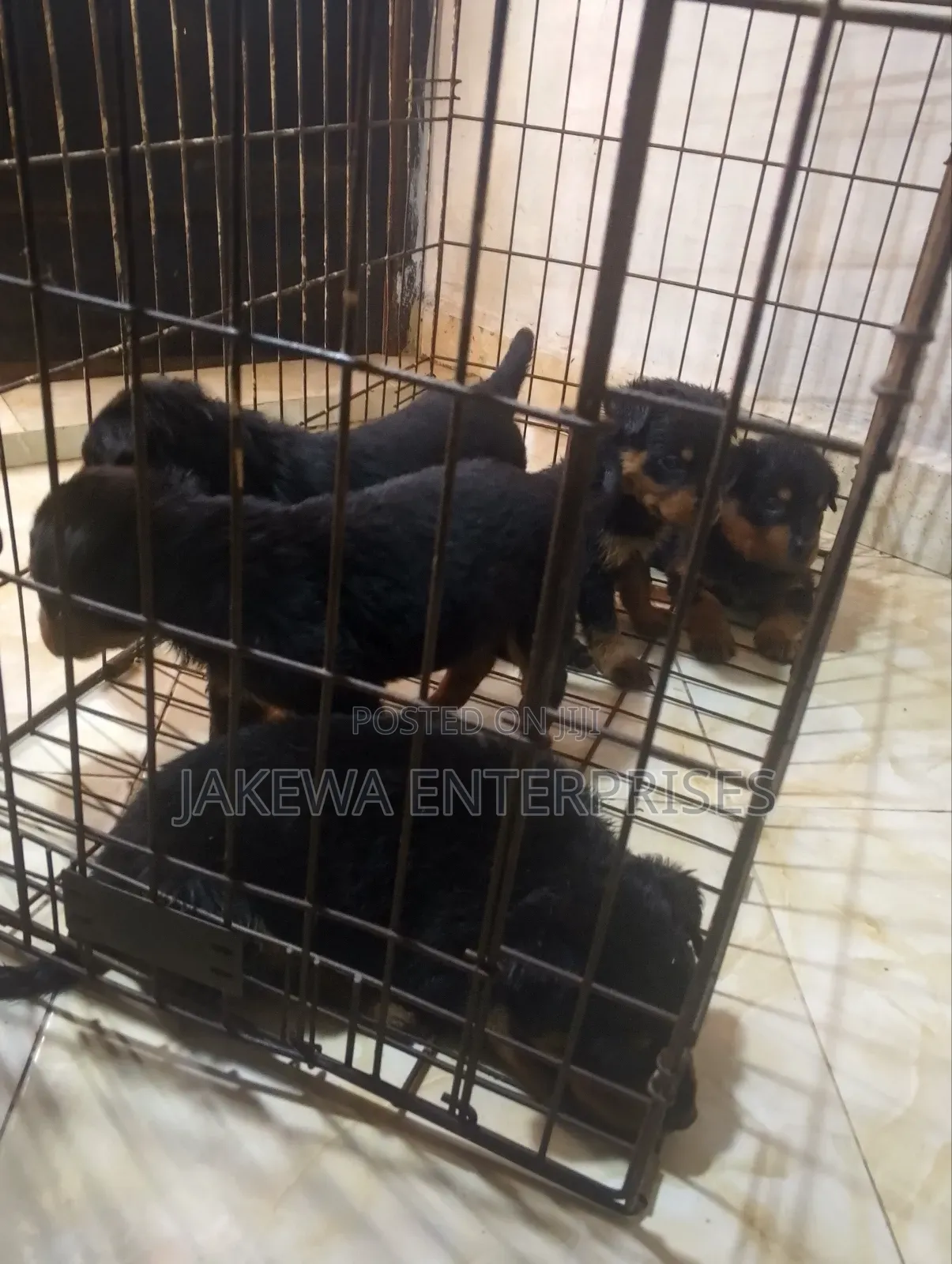 1-3 months Male Purebred Rottweiler