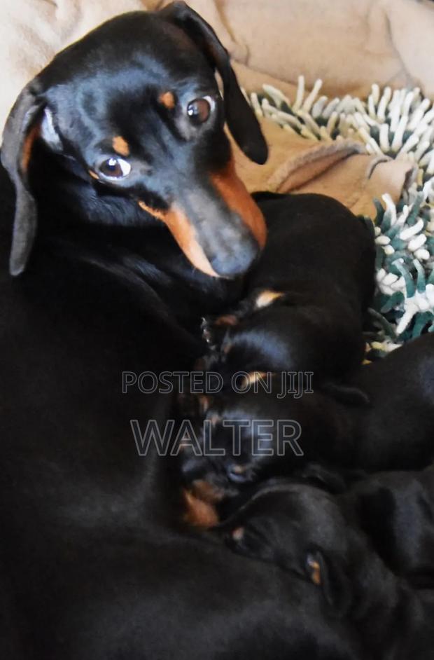 1-3 months Male Purebred Dachshund