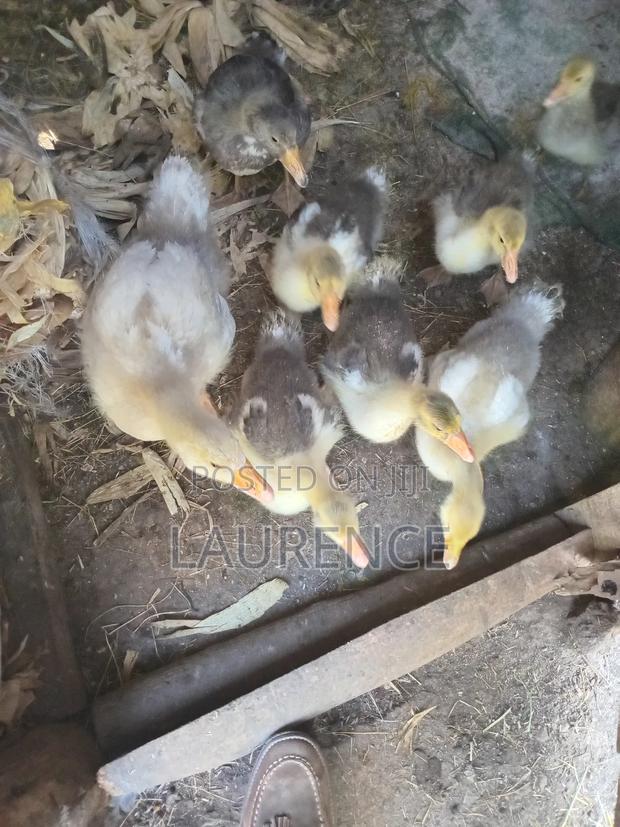 Agricultural Products - thumbnail 5