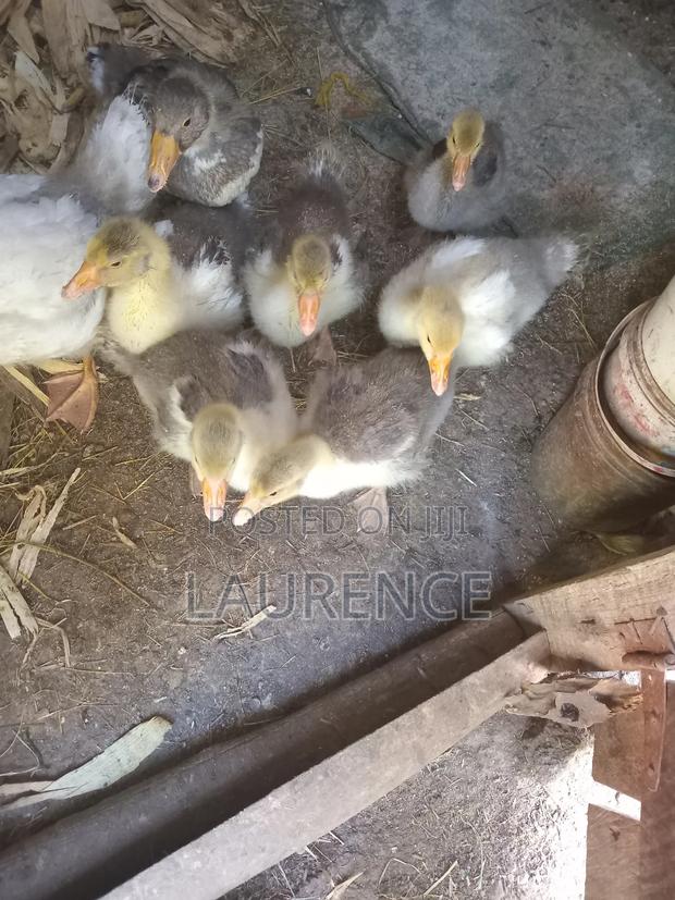 Agricultural Products - thumbnail 6