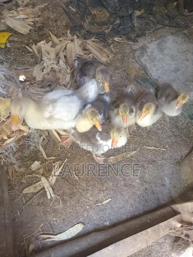 Agricultural Products - thumbnail 7