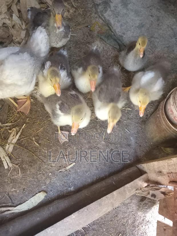 Agricultural Products - thumbnail 8