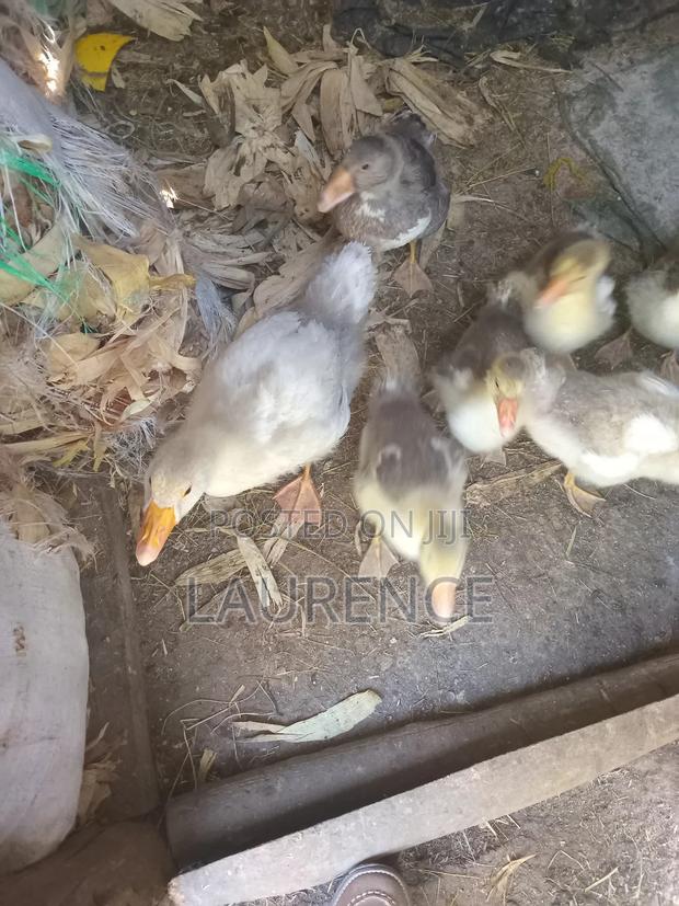 Agricultural Products - thumbnail 9