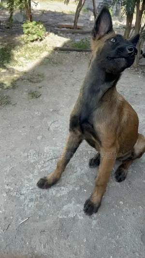 1-3 months Male Purebred Belgian Malinois