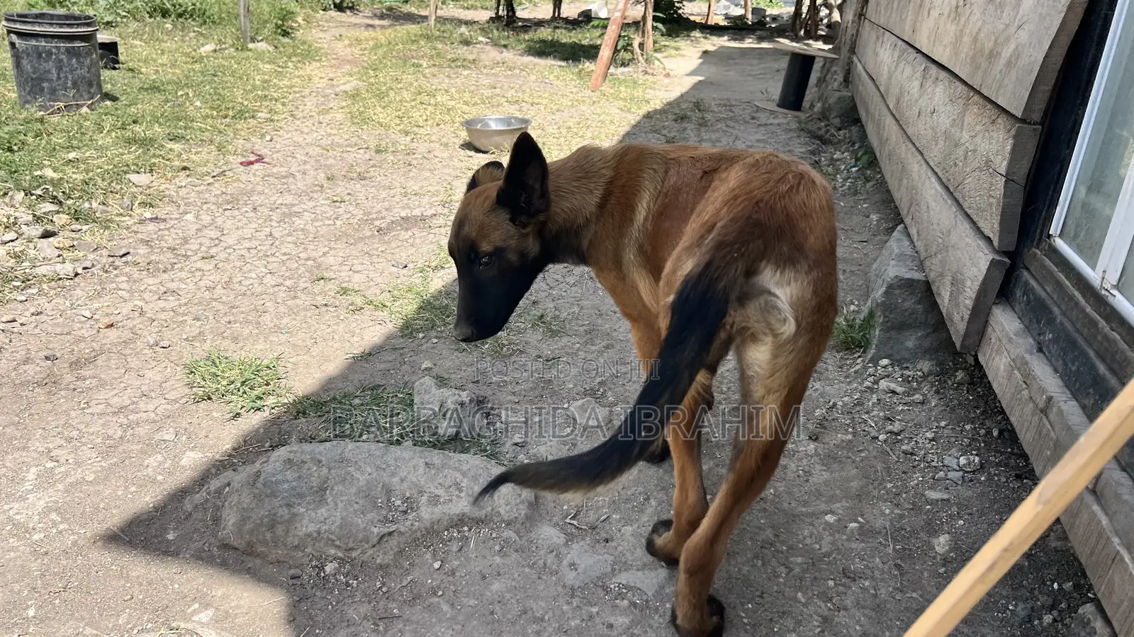 1-3 months Male Purebred Belgian Malinois