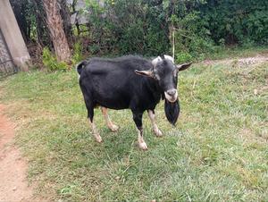 Alpine Goat for Breeding - main view