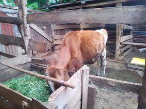 Selling Heifer 12months Old - main view