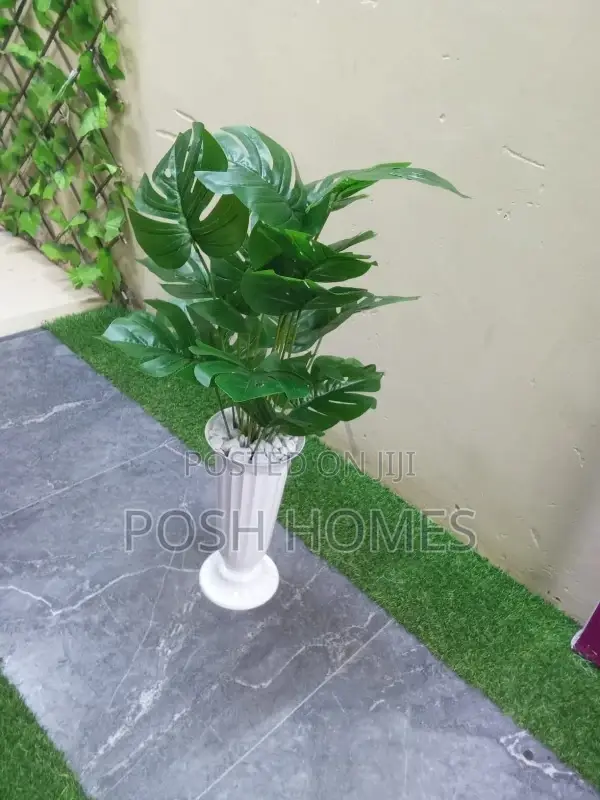 Beautiful Affordable Plants