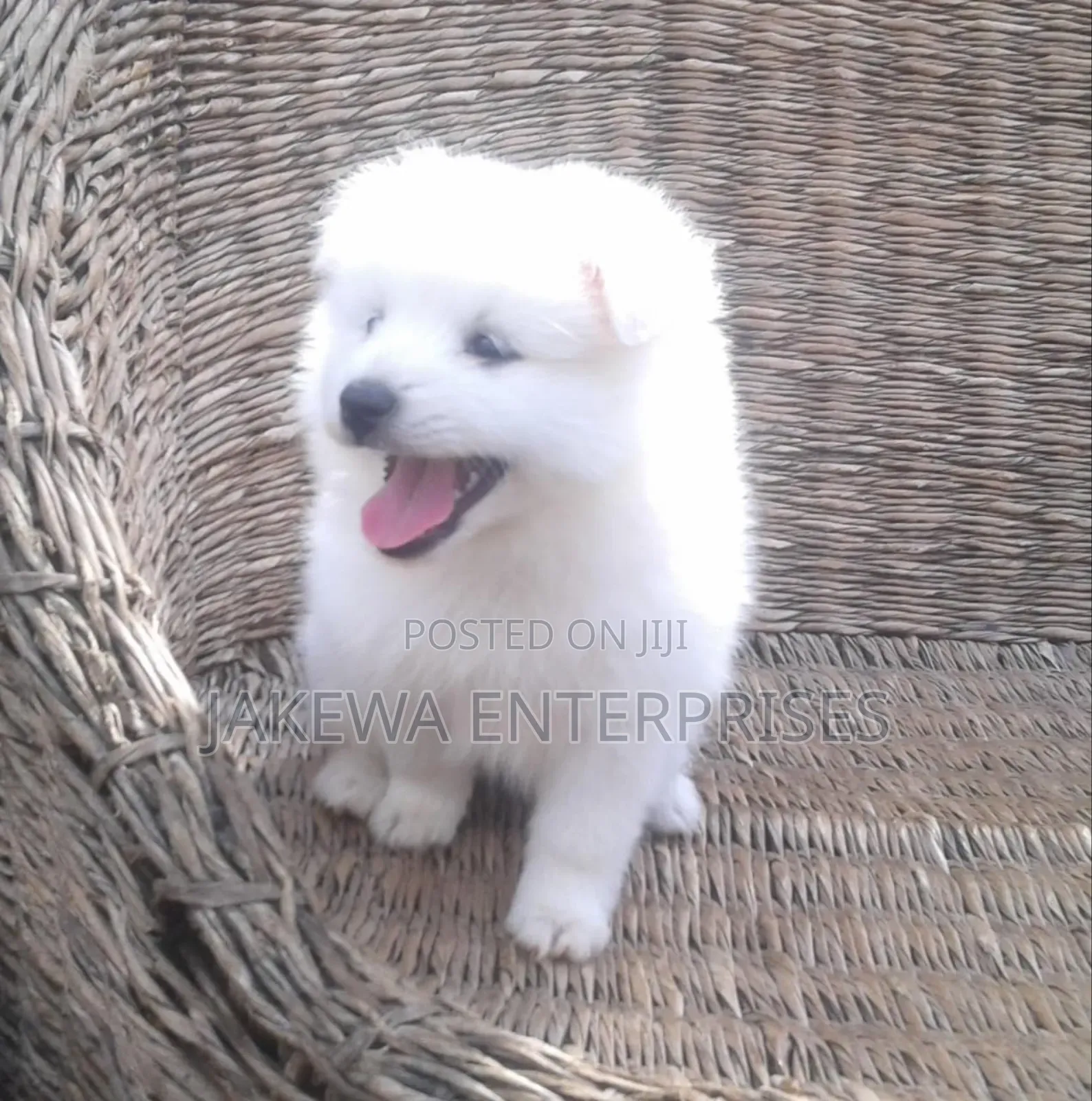 1-3 months Female Purebred Havanese