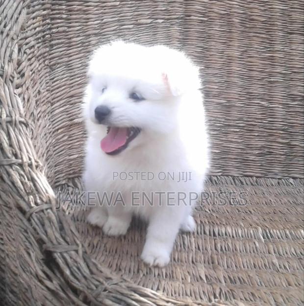 1-3 months Female Purebred Havanese - main view