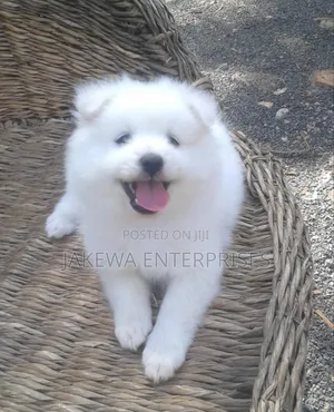 1-3 months Female Purebred Havanese