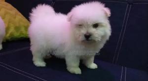 1-3 months Female Purebred Havanese - thumbnail 2