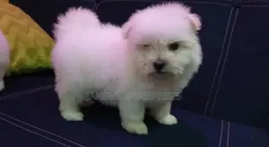 1-3 months Female Purebred Havanese