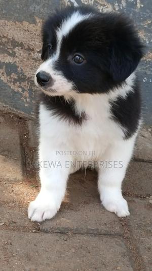 1-3 months Male Purebred Havanese - main view