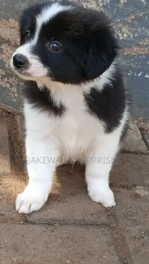 1-3 months Male Purebred Havanese
