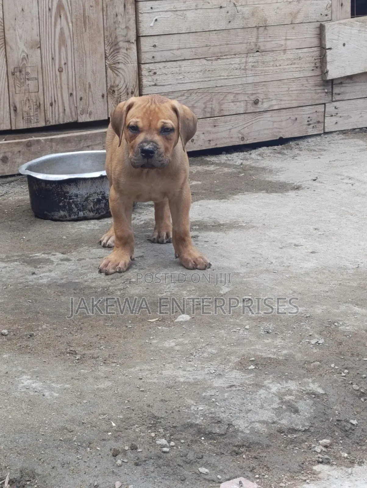 1-3 months Male Purebred Boerboel