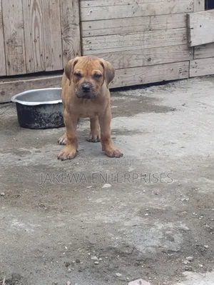 1-3 months Male Purebred Boerboel