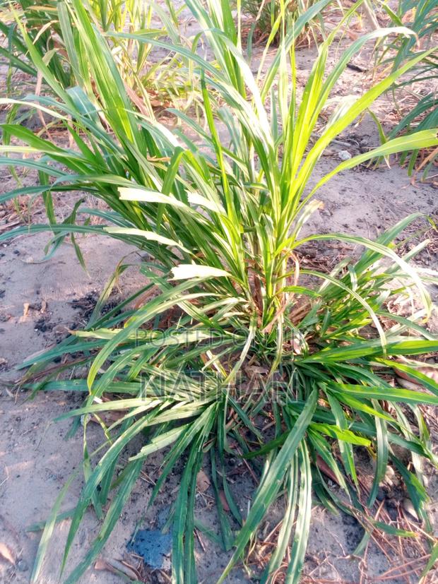 Land for Sell - thumbnail 2