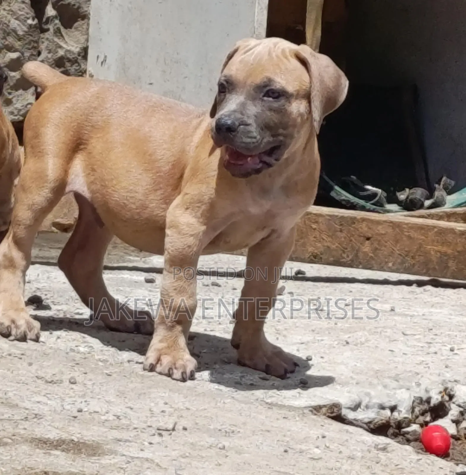 1-3 months Male Purebred Boerboel