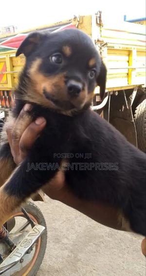 1-3 months Male Purebred Rottweiler - thumbnail 2