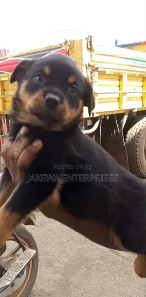 1-3 months Male Purebred Rottweiler
