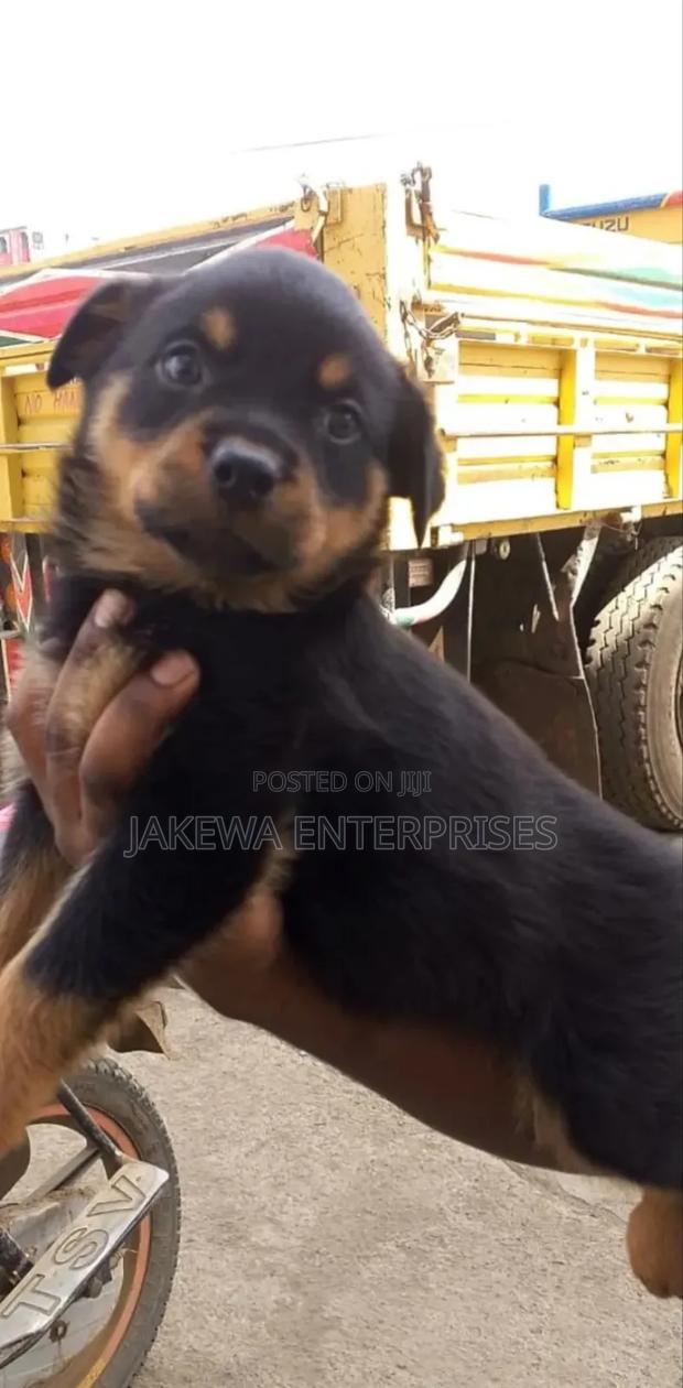 1-3 months Male Purebred Rottweiler - thumbnail 3
