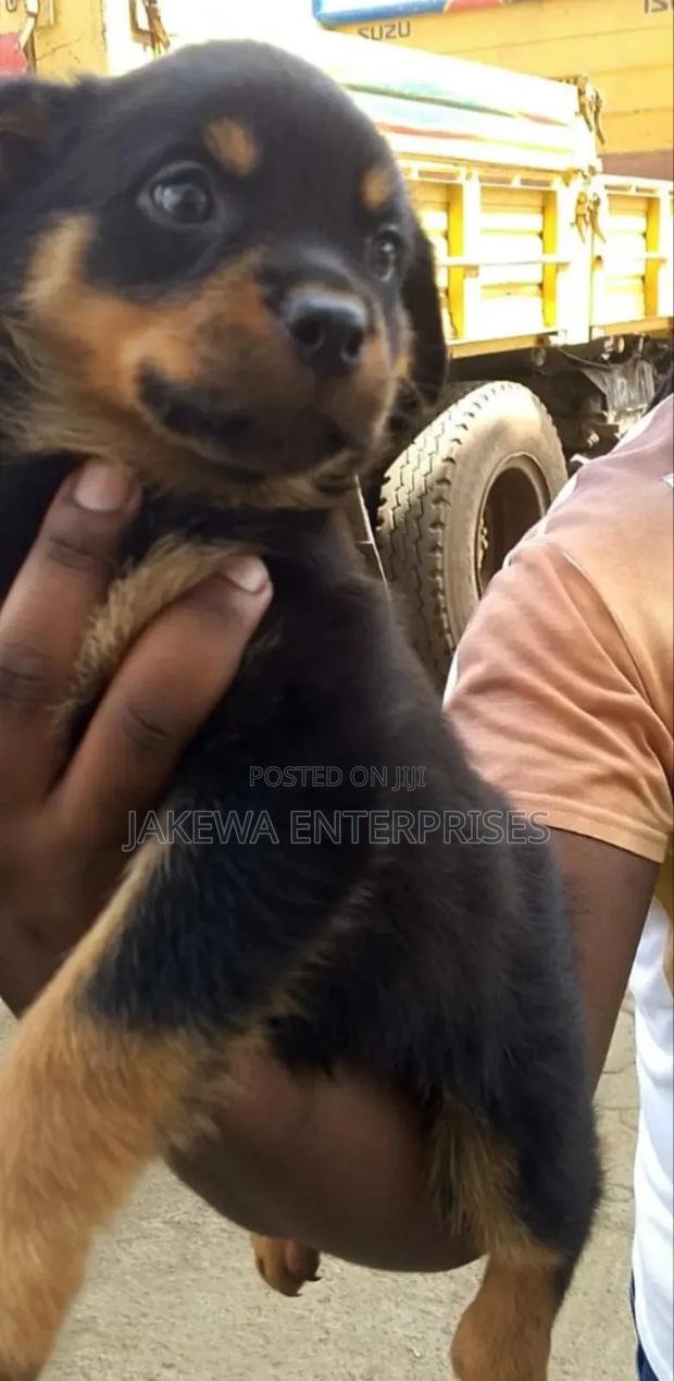 1-3 months Male Purebred Rottweiler - thumbnail 4