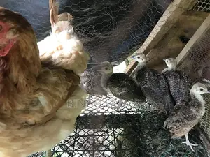 Pea Chicks