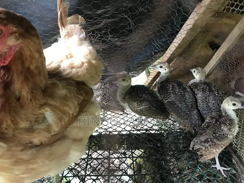 Pea Chicks