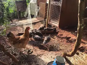 Pea Chicks