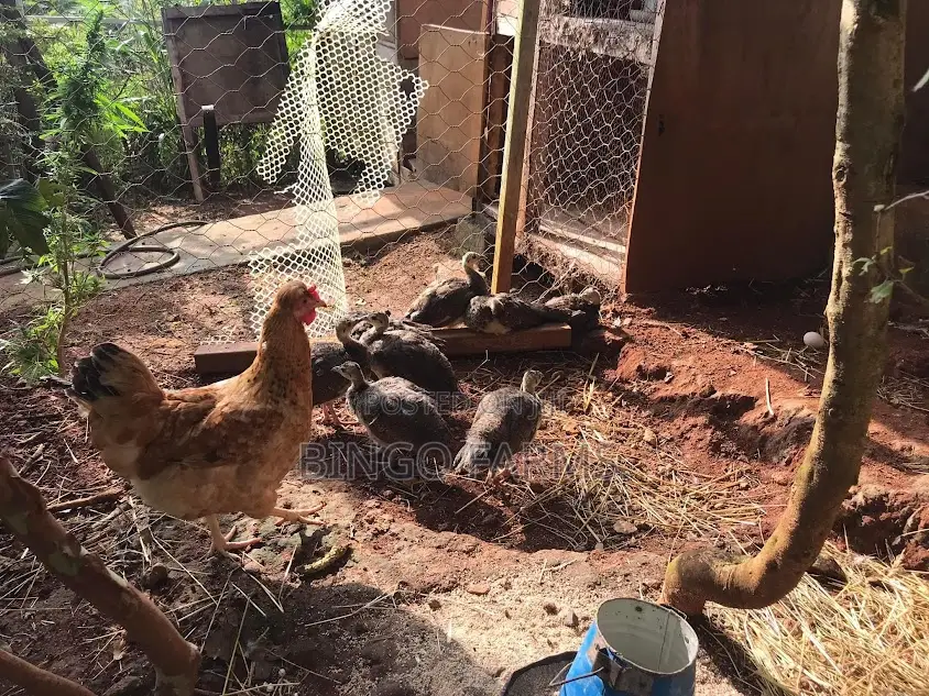 Pea Chicks