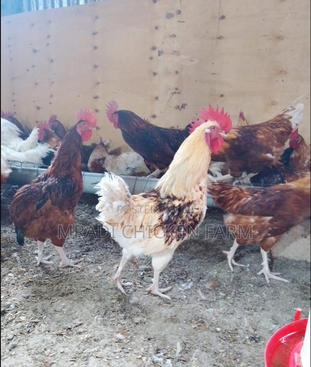 Chicken Layer Cocks - main view