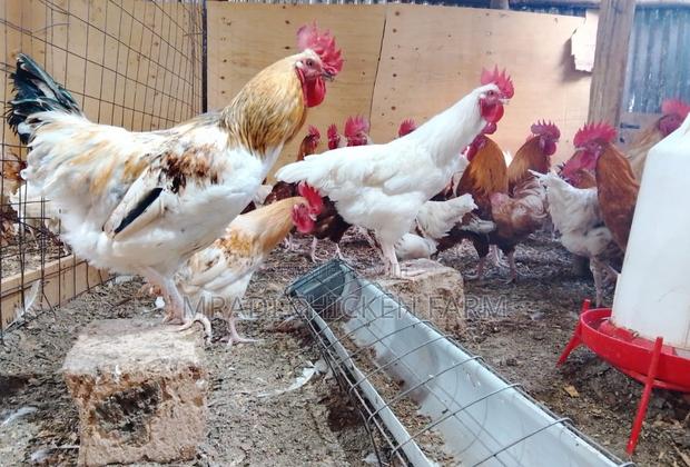 Chicken Layer Cocks - thumbnail 2